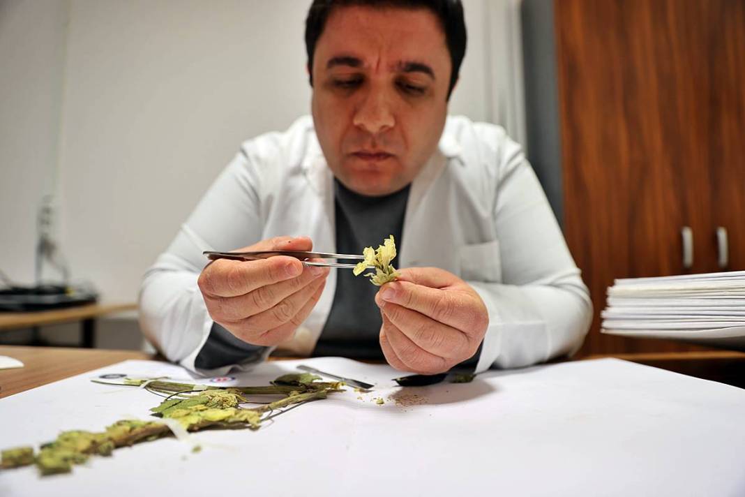 Dünyada sadece o kentimizde yetişiyor! Herbaryumda 400 bitki koruma altına alındı 5